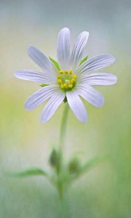 小清新淡雅养眼花朵