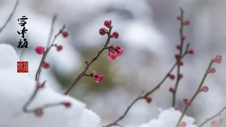 雪中梅花