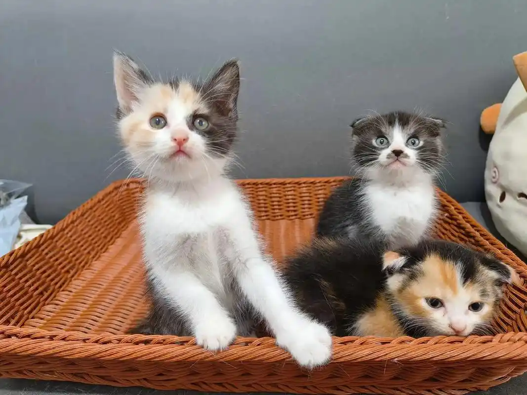 小猫找家长.英短和田园的串串,两个月大,无病无癣,会吃猫粮用 - 抖音