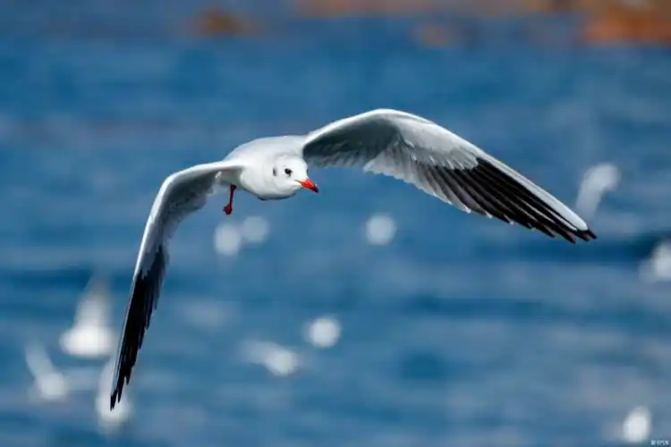 青岛湾最美海鸥季海鸥大片儿来袭嘎嘎