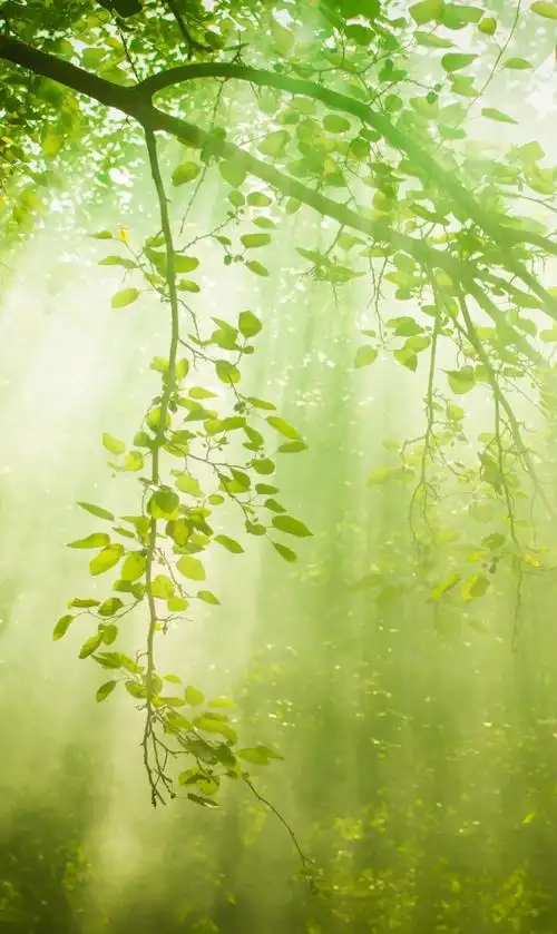 一组护眼壁纸,喜欢点赞关注吧.|护眼|壁纸_新浪新闻