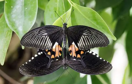 玉带凤蝶图片玉带凤蝶高清蝴蝶图片