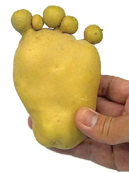 日本核泄漏后现大量变异食物