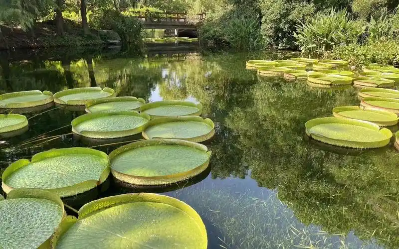 滨江森林公园水生态专项修复工程效果显著