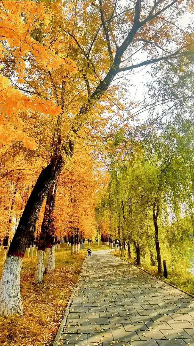 秋天, 银杏树在这个季节也是最美的…从来银杏不负秋,又是一年 - 抖音