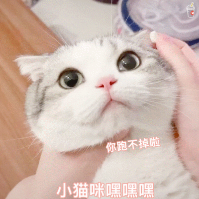猫猫撒娇表情包