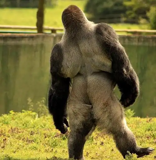 400多斤大猩猩直立行走 卖萌耍酷