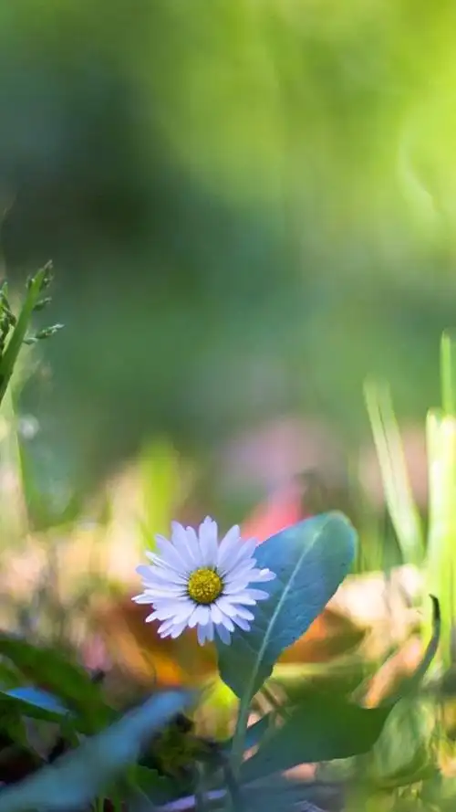 唯美意境清新花草,高清图片,手机锁屏桌面-壁纸族