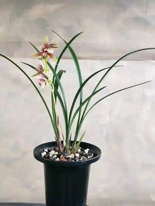 兰草花,一次长二三十个花箭(兰草花用什么肥料最好)