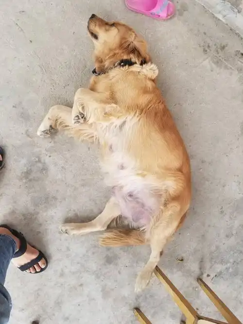 我家这金毛怀上了吗?