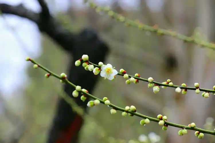 绿萼梅花报春来
