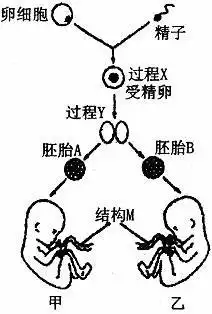 下图为某女性在一次生殖过程中.生出男孩甲和乙的示意图