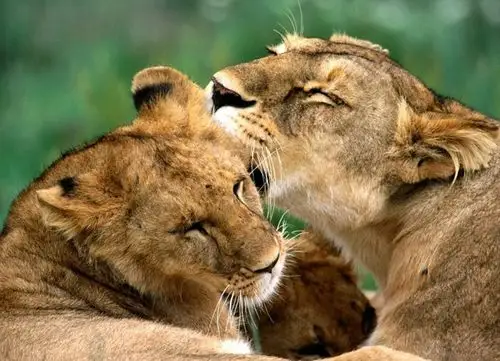 【拍砖】动物世界之动物世界狮子图片,森林中的霸王