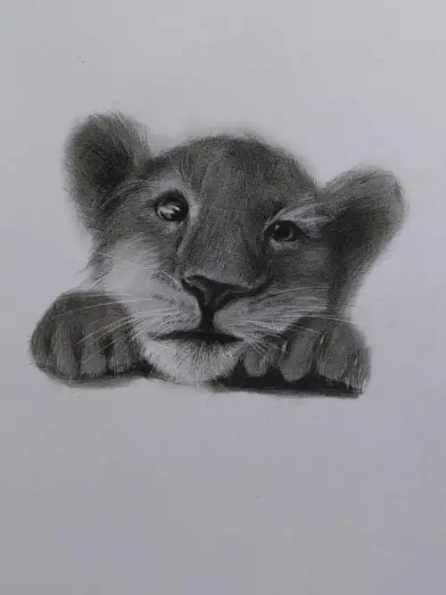 超级简单详细素描狮子步骤图