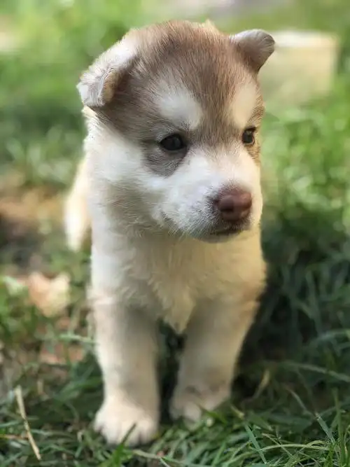 自己繁殖哈士奇幼犬纯正双血统灰色哈士奇,烟灰色,棕色哈士奇