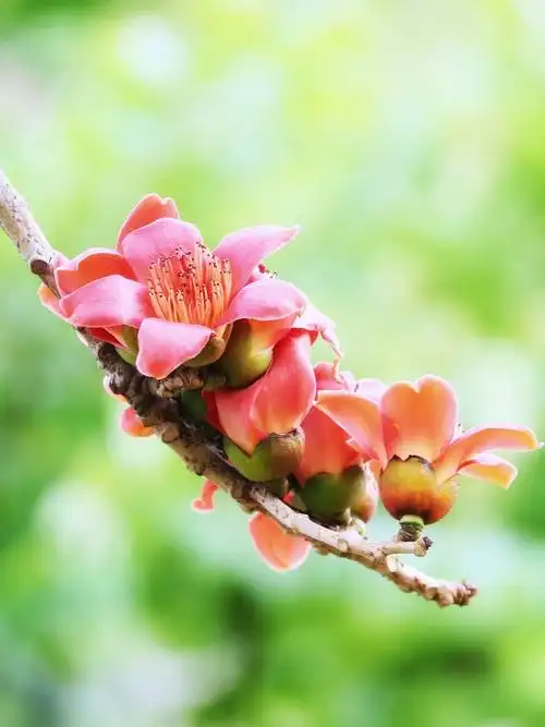 木棉花开的季节,也是难得的拍摄题材.