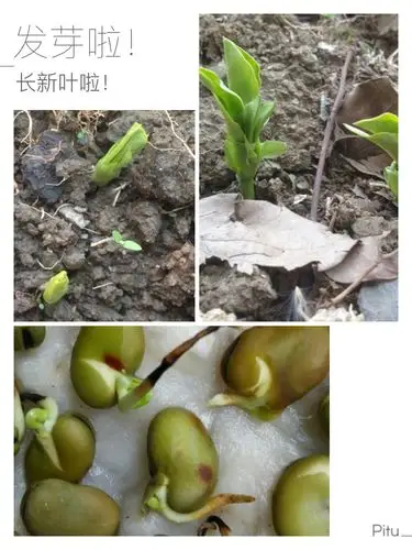 田园野趣—蚕豆记 郭小附幼-尹山湖小(7)班