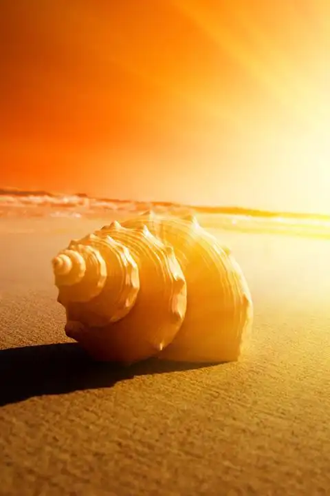 唯美意境,精致,小贝壳,唯美,手机壁纸精致小贝壳唯美手机壁纸