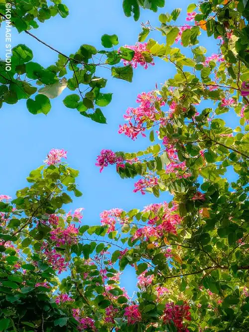 iphone16最新高清渲染图