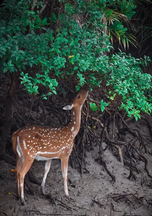 森林里的梅花鹿图片