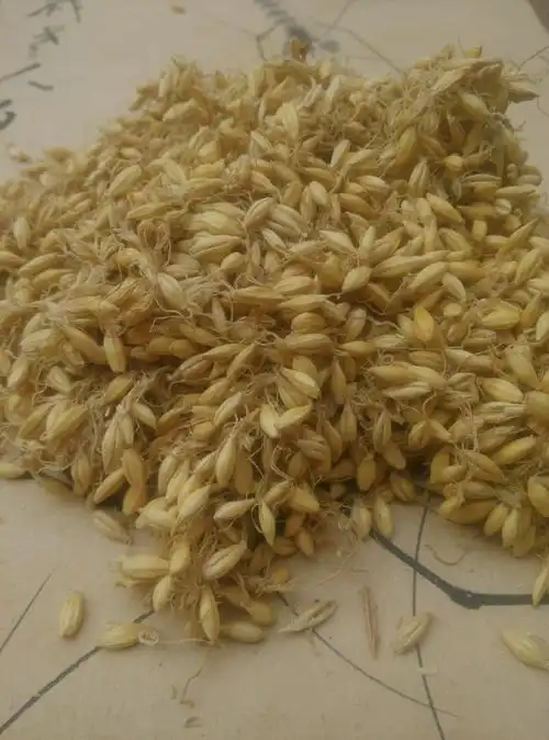 中药材生麦芽500g 有 炒麦芽 焦麦芽 大麦芽茶 断奶回奶满2件包邮