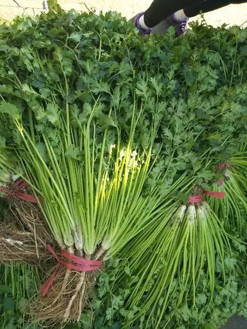 供应潍坊市安丘市担山乡冷库香菜