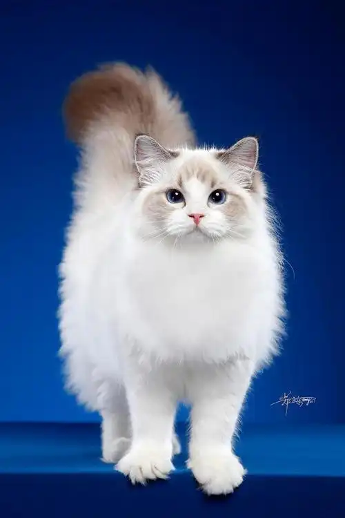 公认颜值最高的十种猫咪(快来看看你家猫咪有没有上榜吧)