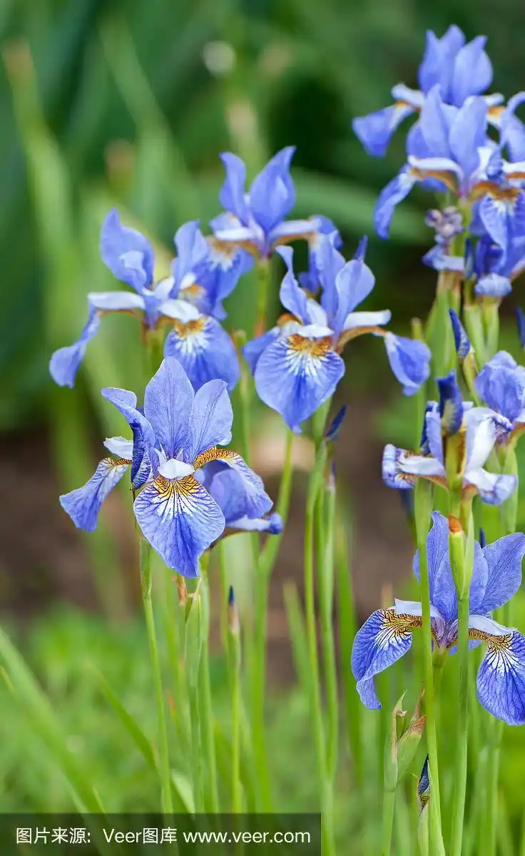 蓝色鸢尾花在绿色背景上