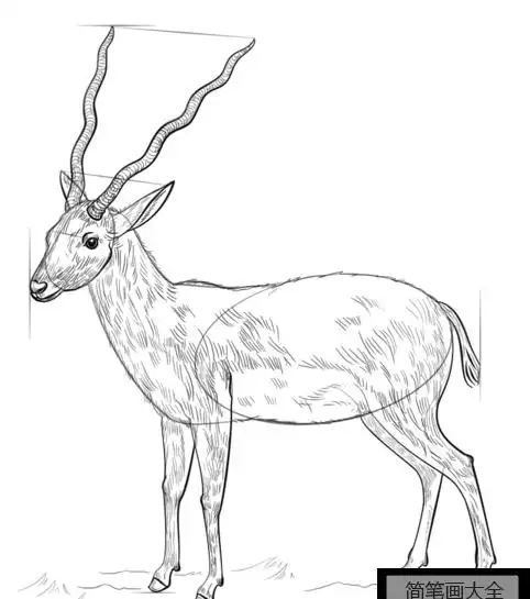 如何画羚羊
