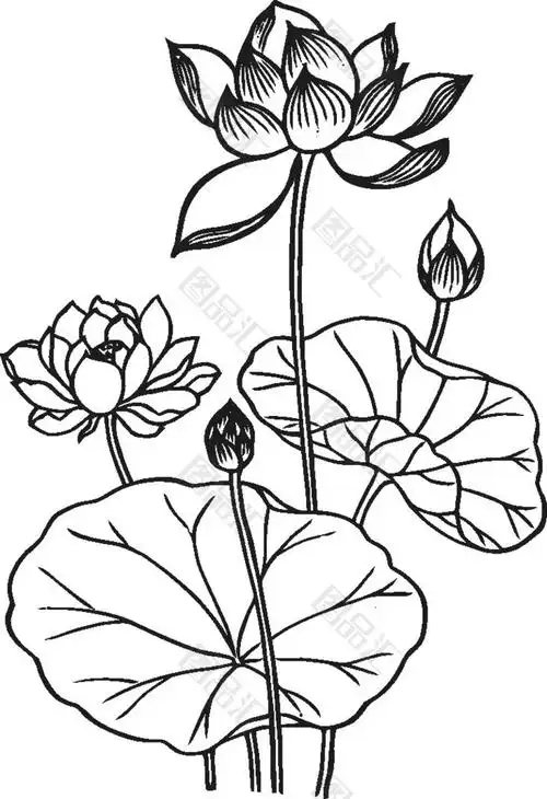 手绘荷花黑白