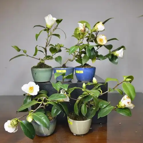 小品中国记忆茶梅日本微型盆景一休白花进口绿植