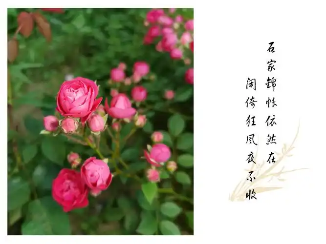 花语