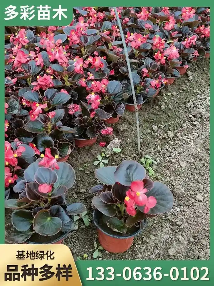 盐城专业四季海棠,选多彩苗木种植场,时令花草,基地供应,四季 - 抖音