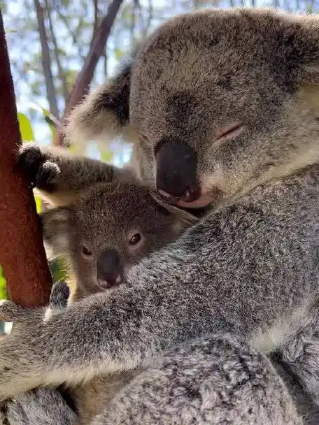 生命下午茶#考拉妈妈抱着宝宝一起午睡小考拉:还有什么是比睡在妈妈