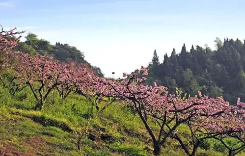 原来孙悟空偷吃的蟠桃园就在四川...
