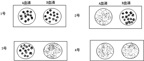 b标准血清混合后,在显微镜下观察红细胞是否凝集来检验血型