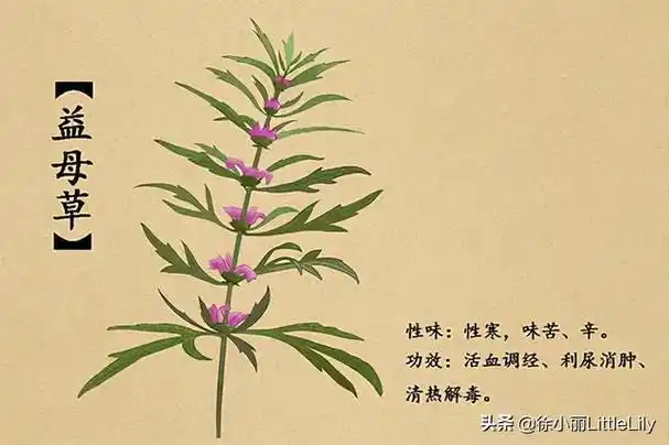 中药翻白草功效与作用清热解毒消痈药同用清热解毒止血之功