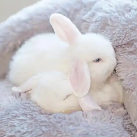 tumblr上最萌兔几蓝眼睛好漂酿