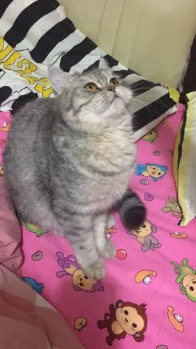 上海闵行加菲英短混血求男票