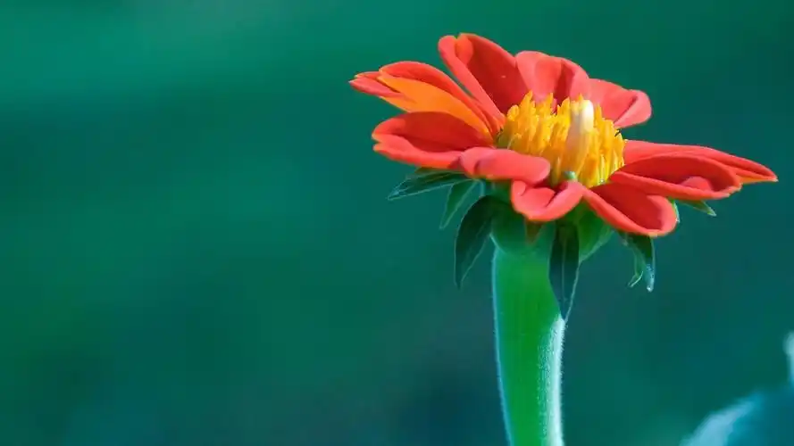 绿色保护视力,高清壁纸图片,色彩背景-回车桌面 保护眼睛,电脑桌面