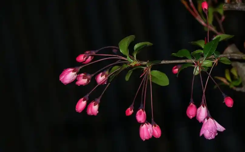 黑色深色背景靓片欣赏