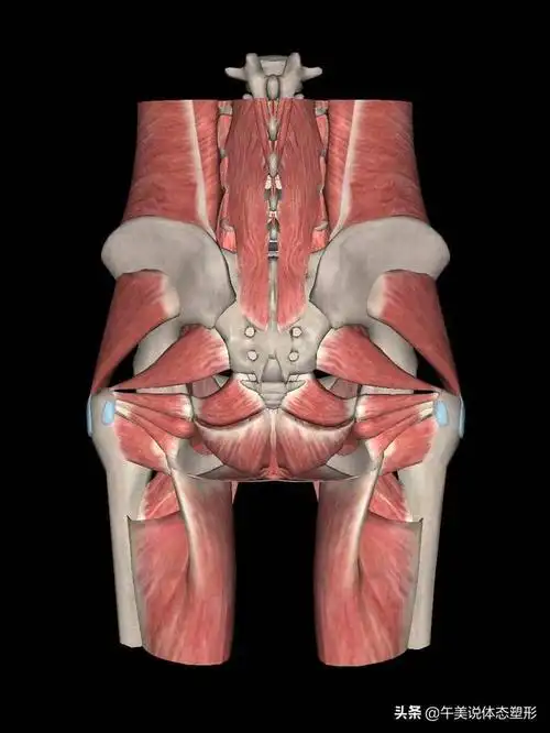 臀部肌肉的练习对腰椎很重要4个动作强化臀部力量保护腰椎