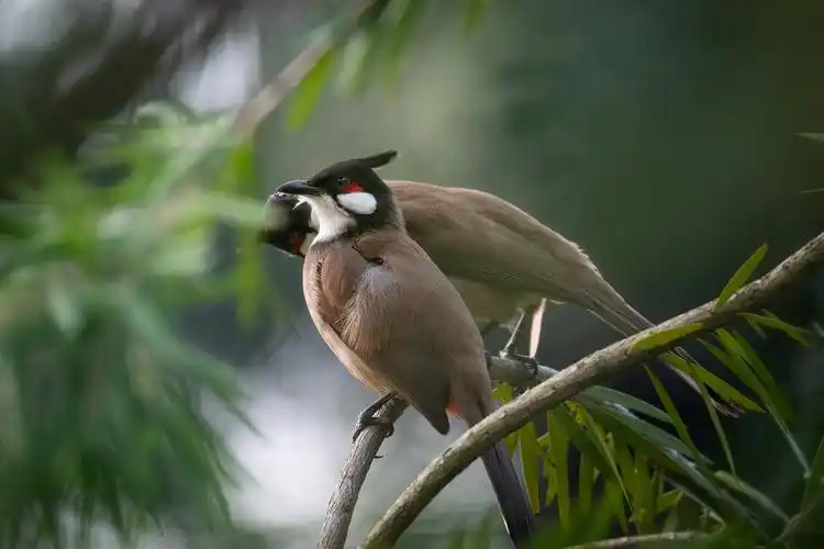 [技术互助] 残幅单手打鸟之[红耳鹎]
