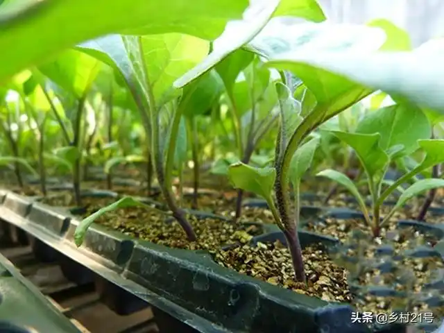 茄子苗怎么种植和管理,怎样能使茄子苗快速生长|admin_人人点