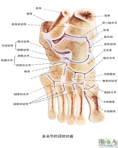 脚掌骨关节在哪里_百度知道