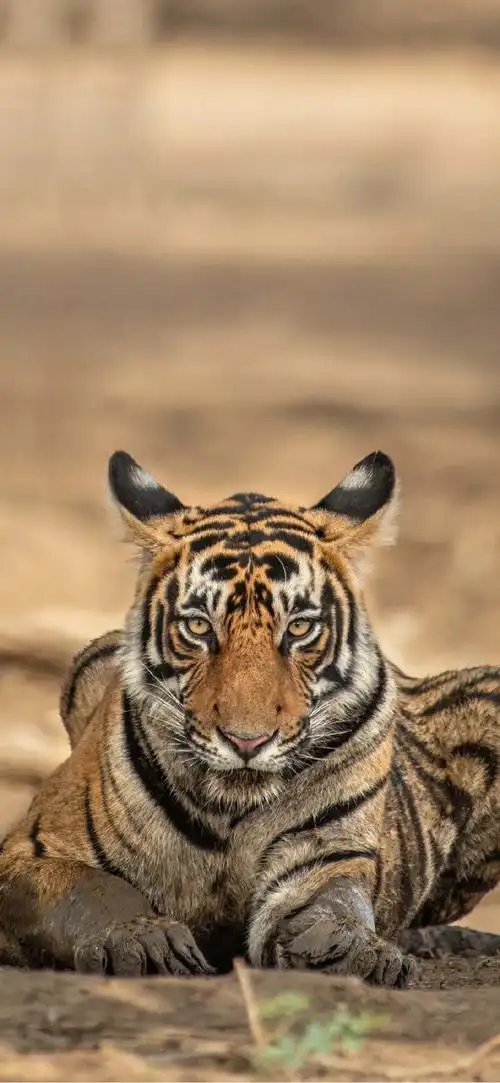 有无以虎为图片的手机壁纸? - 知乎