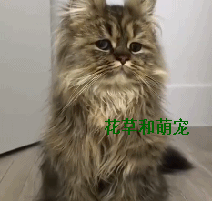 猫咪睡觉被主人强行叫醒,猫咪当场就炸毛了,一脸懵逼