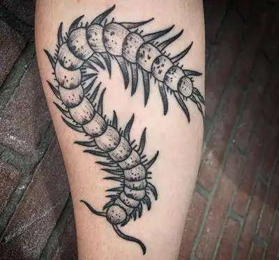 44张蜈蚣纹身手臂图片
