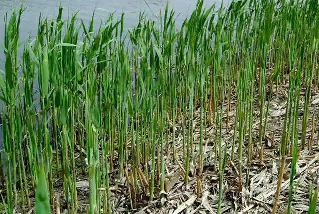 芦根水的3大神效,很多人不知道,看后记得分享给家人