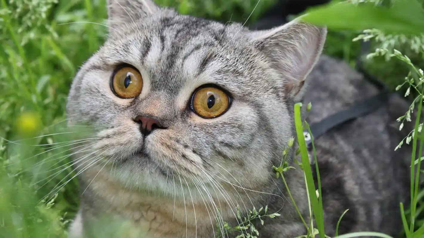 可爱小猫咪图片桌面壁纸